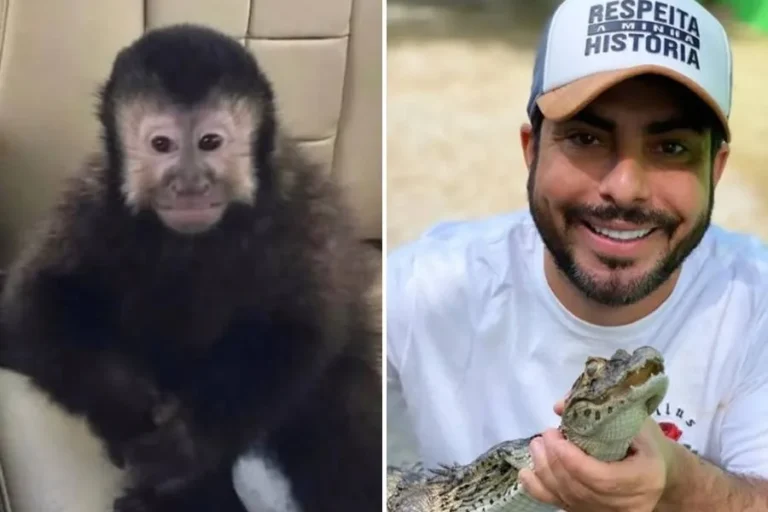 Marcell Moraes e o macaco-preo